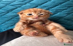 Scottish Fold cats for sale: Scottish fold male kittens available  - Image 14