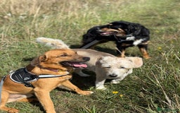 Mixed Breed dogs for adoption: Cute Marshall looking for LOVE - Image 12