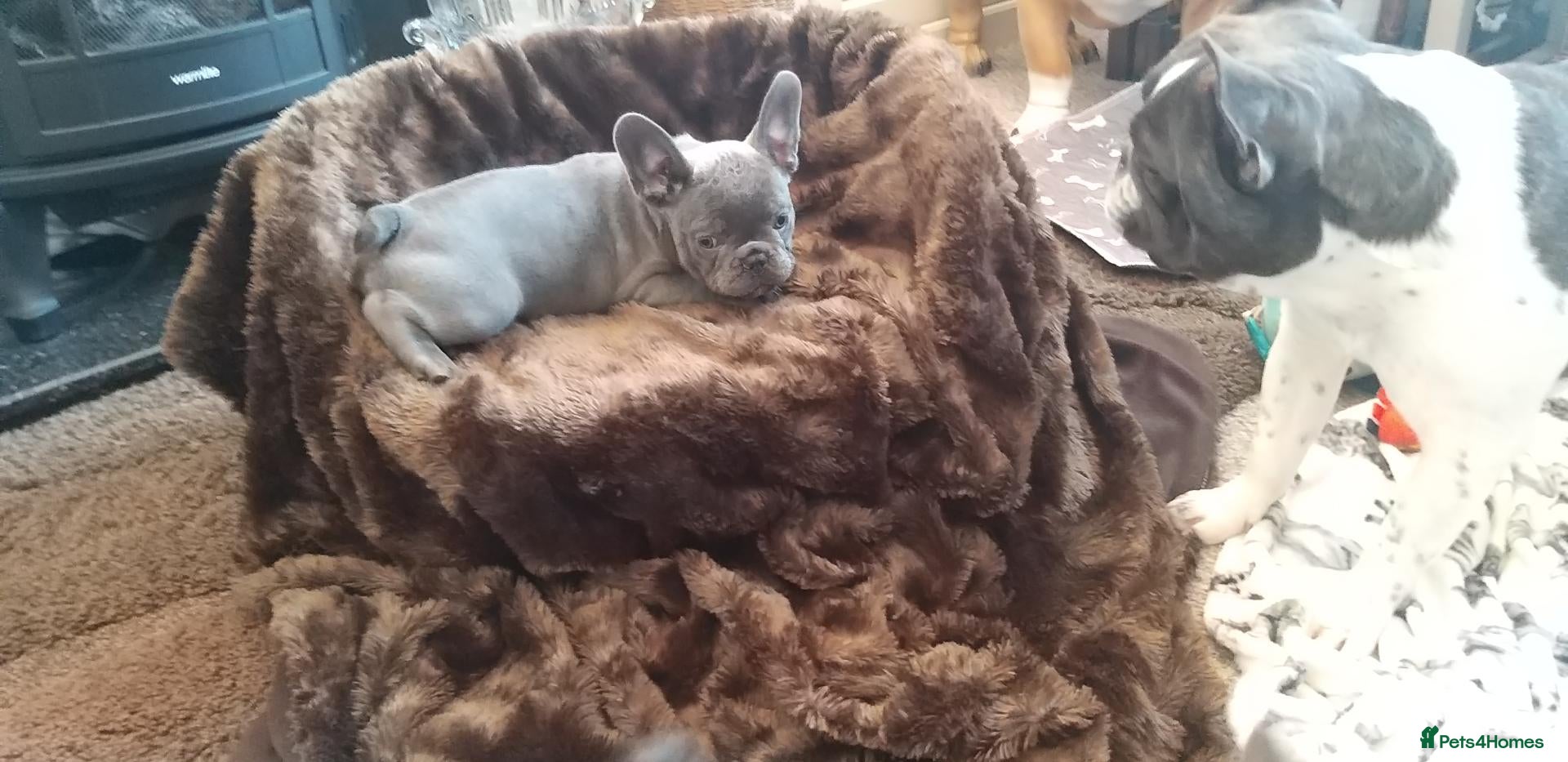 French Bulldog dogs Lilac/pink french bulldog puppies  - Advert 2