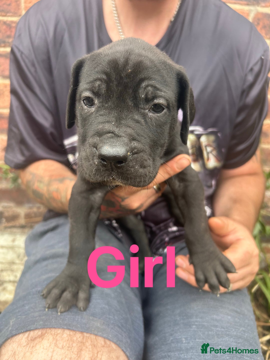 Mixed Breed dogs for sale: Daniff Puppies. Great Dane x Mastiff Ready 23/08 - Image 4