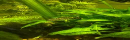 Shrimps fish for sale: Blue dream/cherry shrimp and juvenile plecos - Advert 9