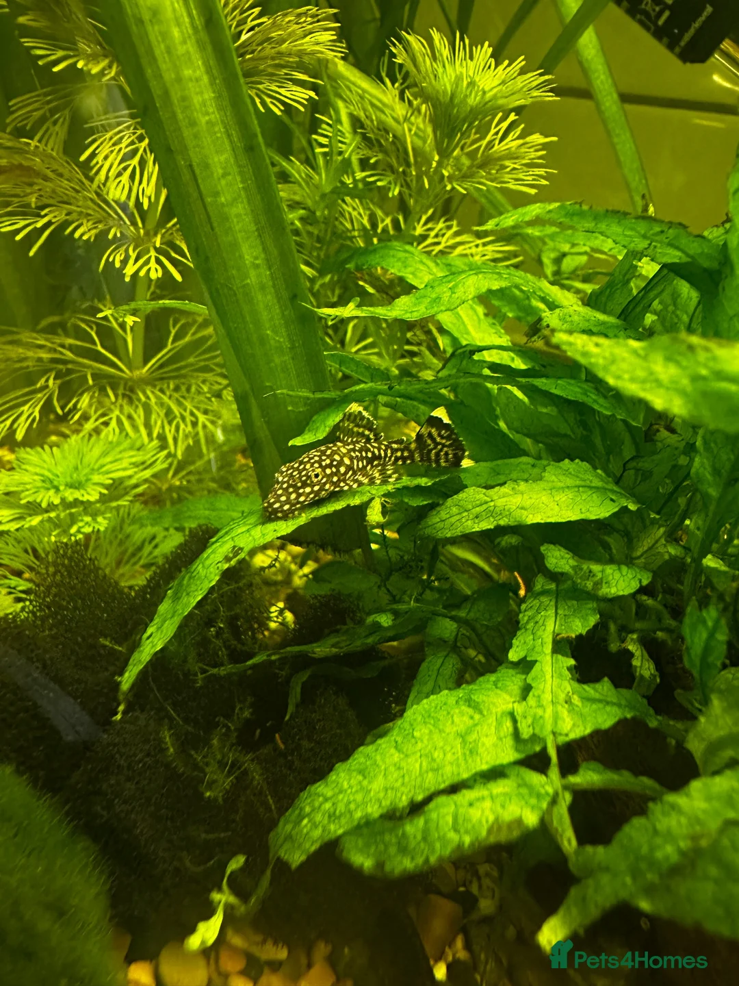 Shrimps fish for sale: Blue dream/cherry shrimp and juvenile plecos - Advert 9