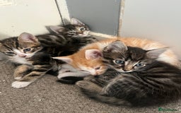 British Shorthair cats for sale: Kittens for sale  - Image 14