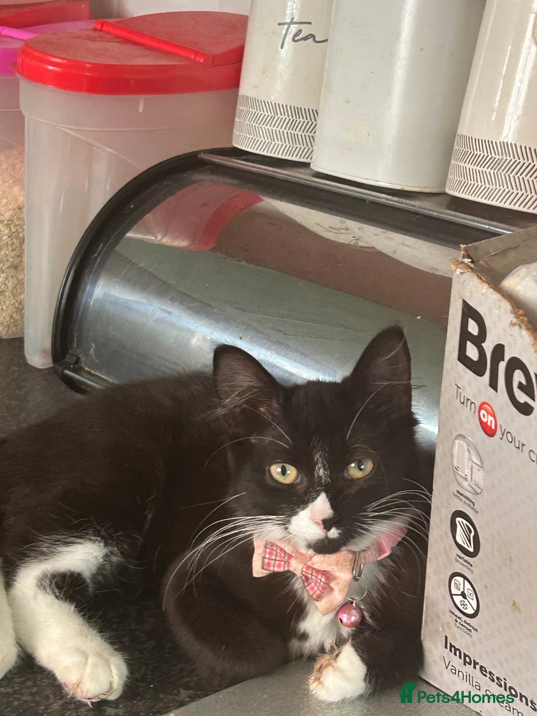 Mixed Breed cats for sale: Female kitten looking for home - Image 15