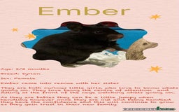 Hamster rodents for sale: Hamsters for adoption  - Image 12