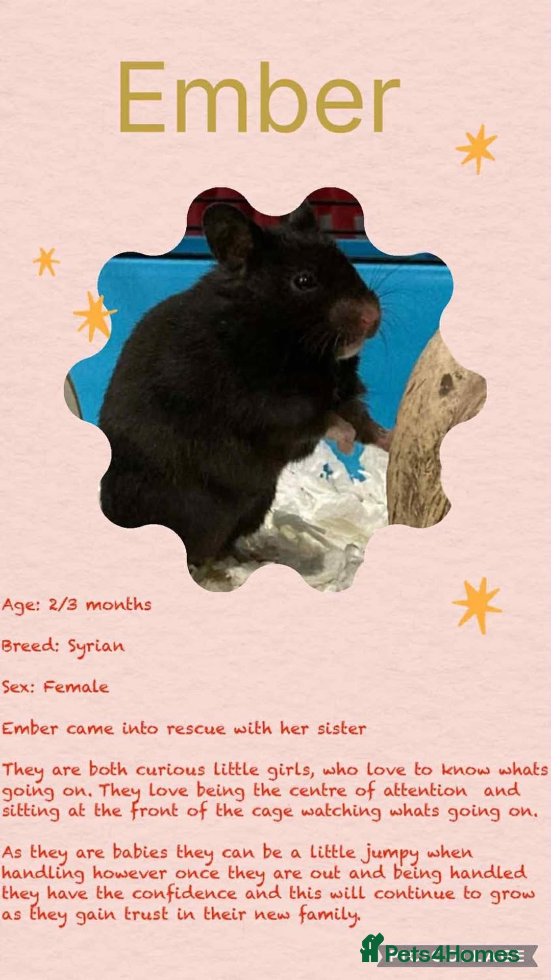 Hamster rodents for sale: Hamsters for adoption  - Image 12