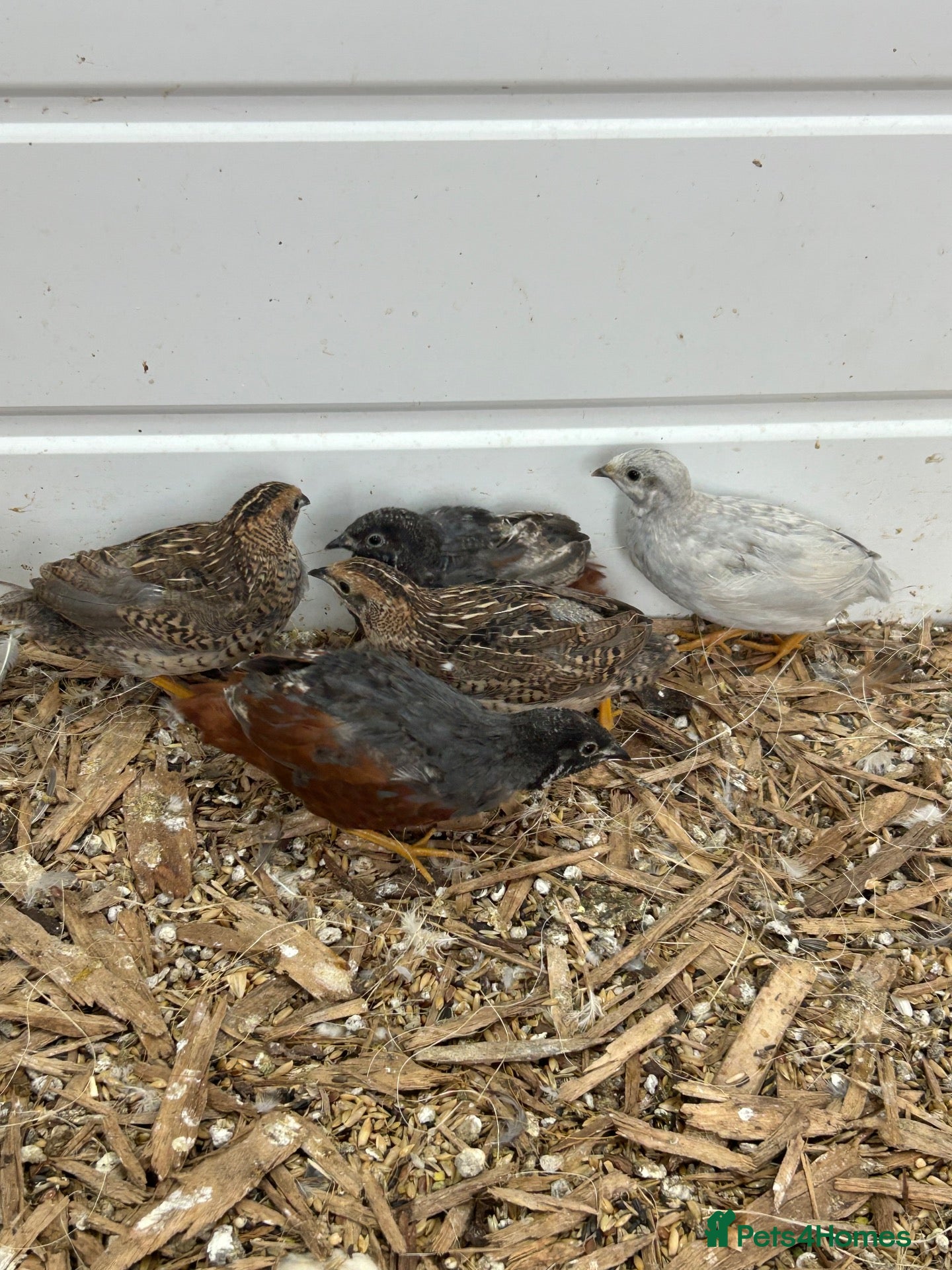 Quail poultry Button quails - Advert 2