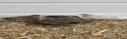 Quail poultry for sale: Button quails - Advert 1