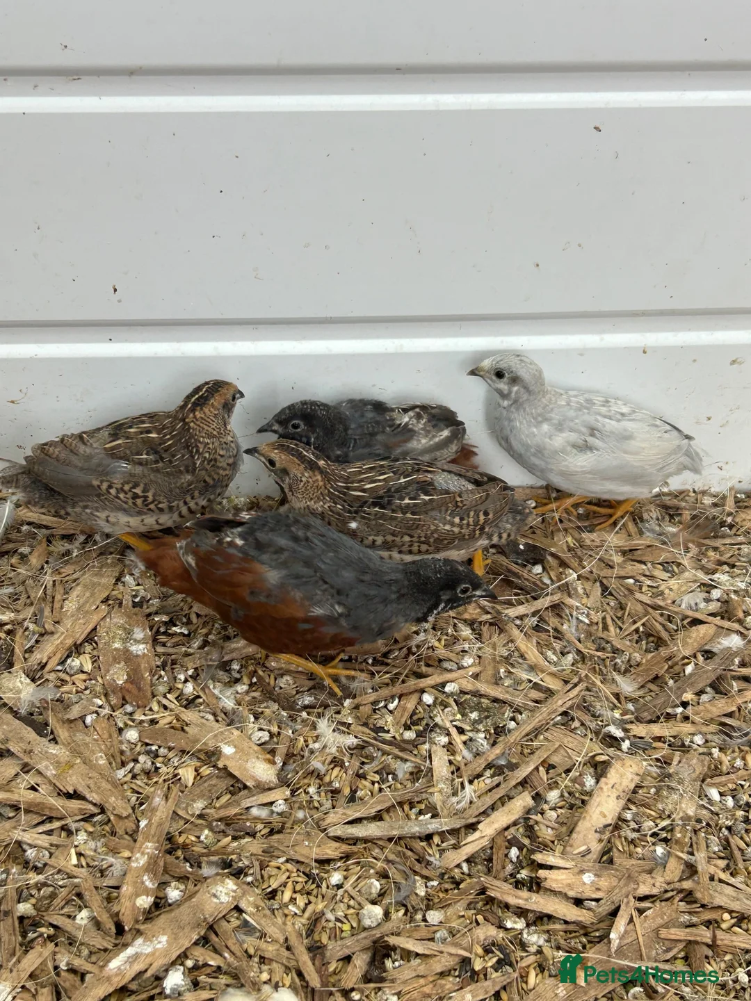 Quail poultry for sale: Button quails - Advert 1