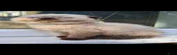 Scottish Fold cats for sale: Scottish fold kittens - Advert 8