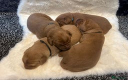 Labrador Retriever dogs for sale: KC REGISTERED FOX RED LABRADOR PUPPY  - Image 1