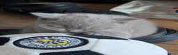 British Shorthair cats for sale: 3 British Shorthair Girls Lilac and Blue - Advert 21