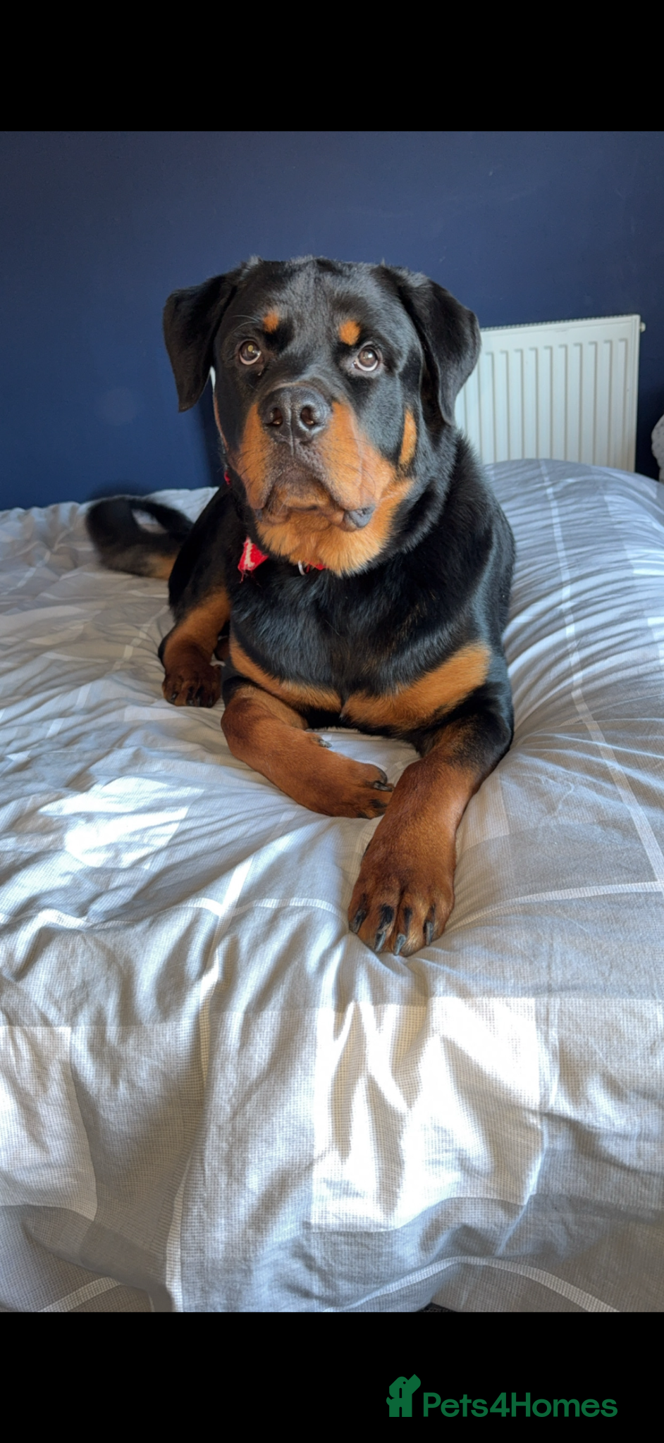 Rottweiler dogs 1 year old Rottweiler  - Advert 1