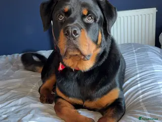 Rottweiler dogs 1 year old Rottweiler - Advert 14