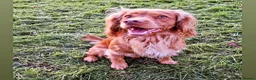 Cocker Spaniel dogs for stud: PROVEN Working Cocker Spaniel in Wigan - Advert 4