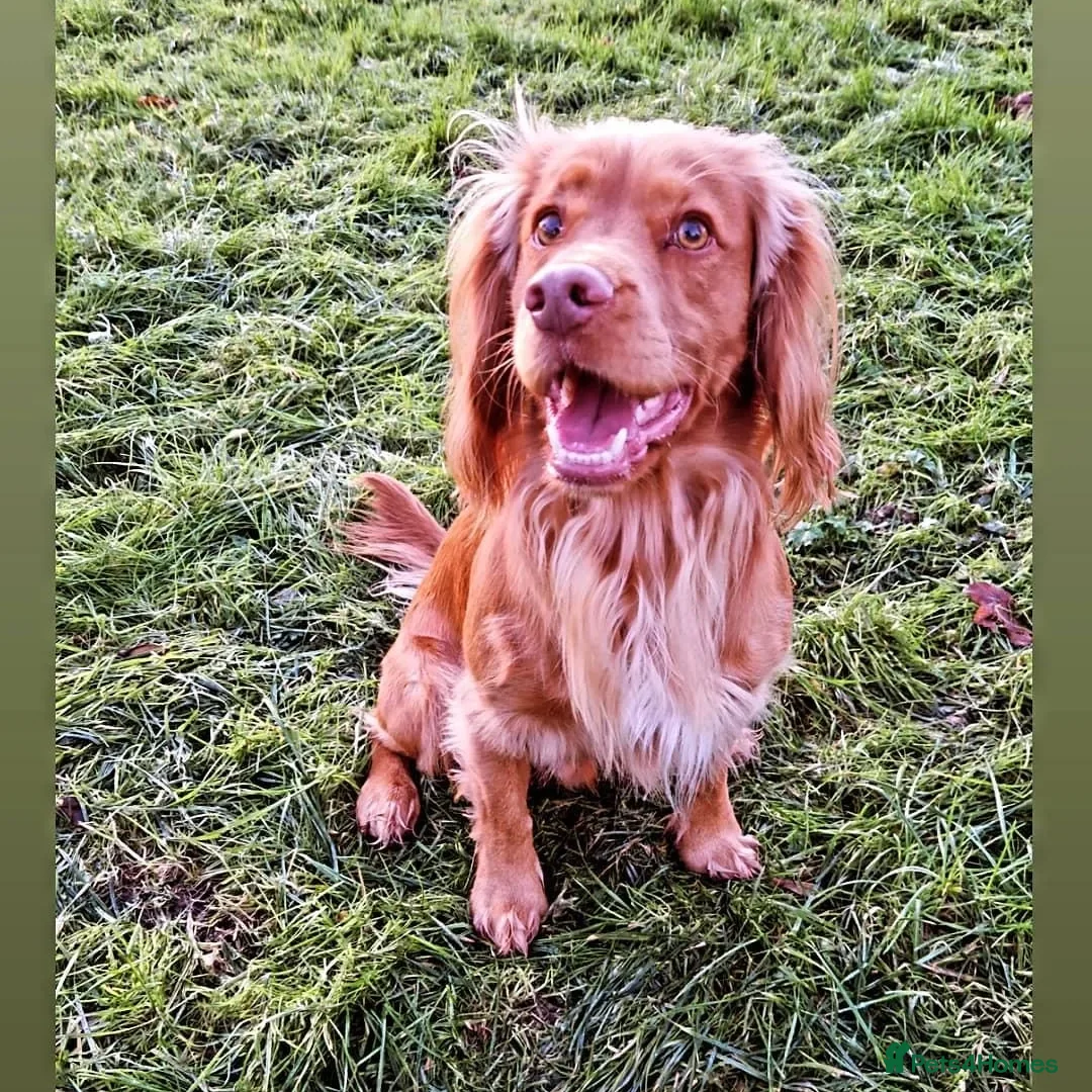 Cocker Spaniel dogs for stud: PROVEN Working Cocker Spaniel in Wigan - Advert 4