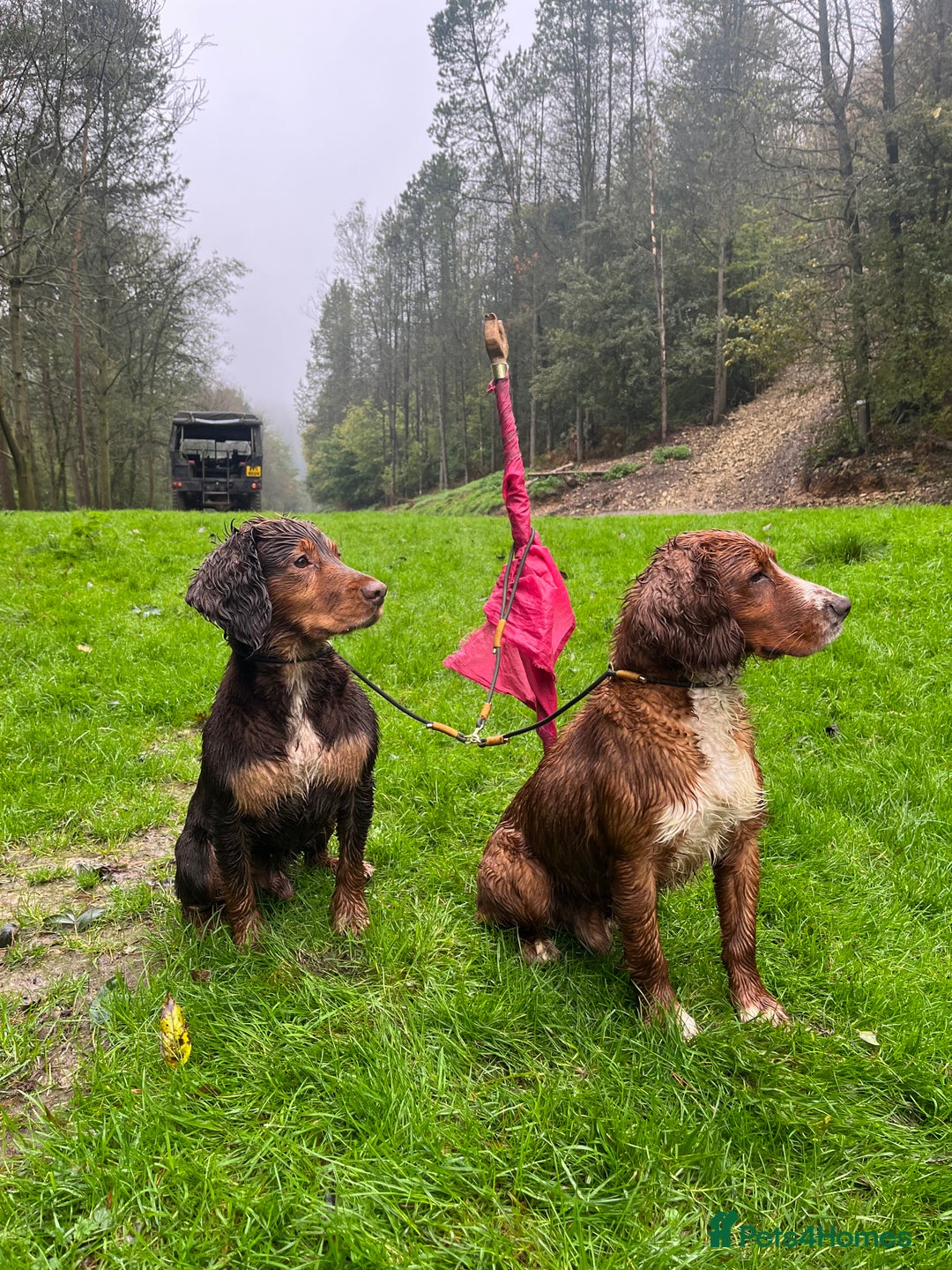 Cocker Spaniel dogs for stud: Cocker Spaniel stud  - Advert 16