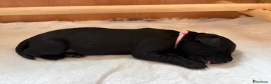 Labrador Retriever Puppy 8