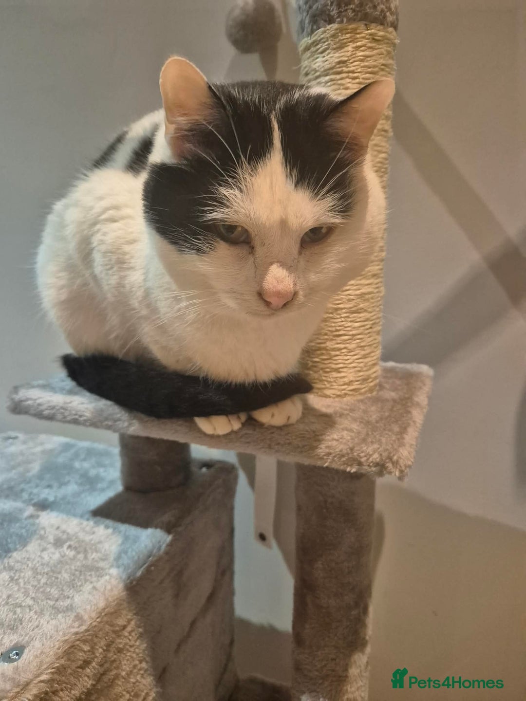 Mixed Breed cats for adoption: Mr Saturn looking for his forever home!  - Advert 4