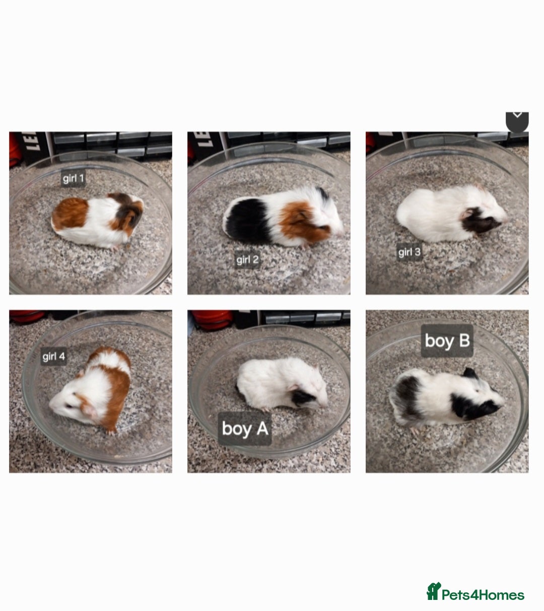 Guinea Pig rodents Baby guinea pigs ready now - Advert 17