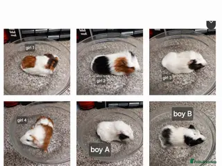 Guinea Pig rodents Baby guinea pigs ready now - Advert 17
