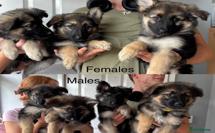 German Shepherd dogs - Advert 5