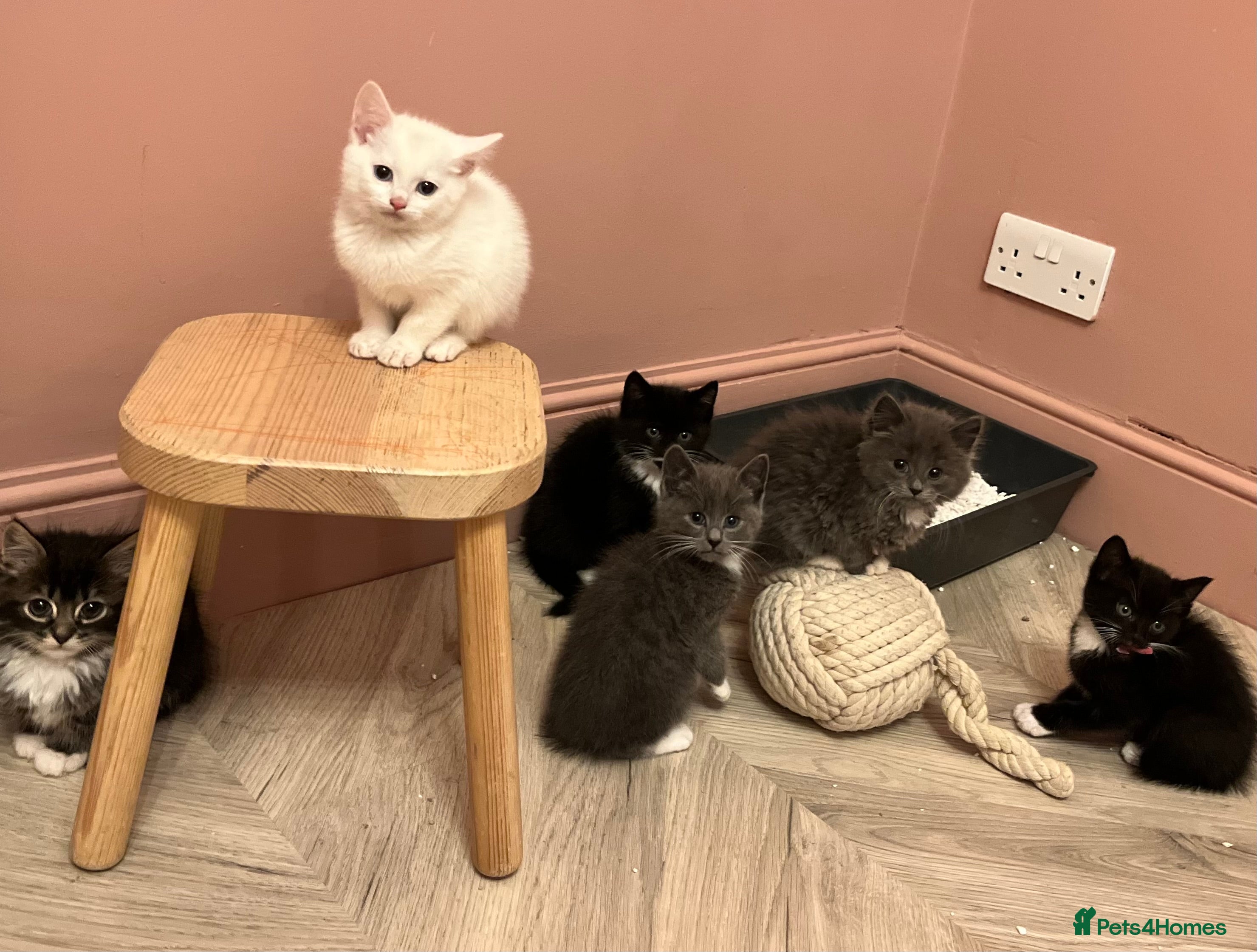 Mixed Breed cats 6 beautiful kittens ready for their new home.  - Advert 1