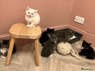 Mixed Breed cats 6 beautiful kittens ready for their new home. - Advert 1