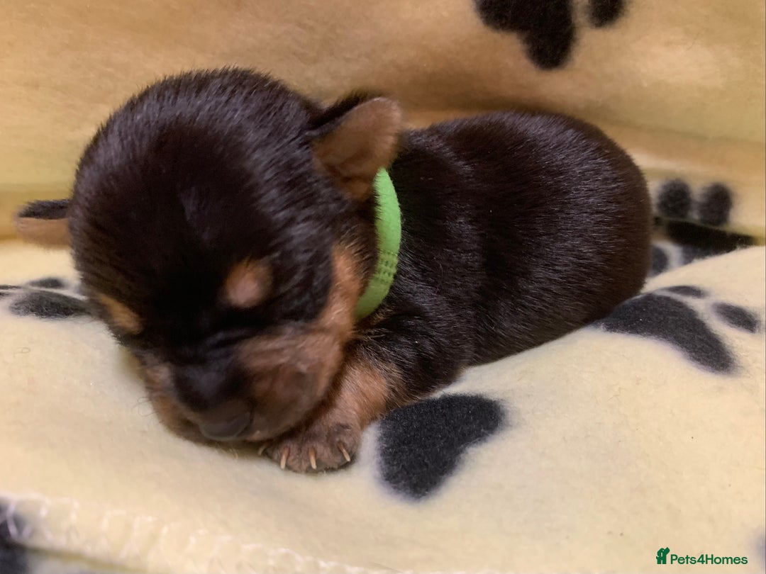 Jack Russell dogs for sale: Jack Russell Puppies  - Image 6
