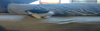 Fluffy black white and grey boy