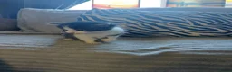 Mixed Breed cats for sale: Beautiful fluffy kittens - Advert 22