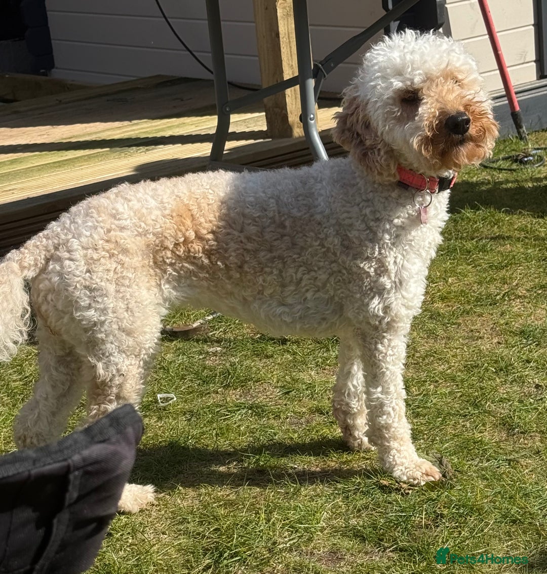 Labradoodle dogs for sale: Exceptional F1BB Labradoodle Puppies - Home Raised - Advert 4