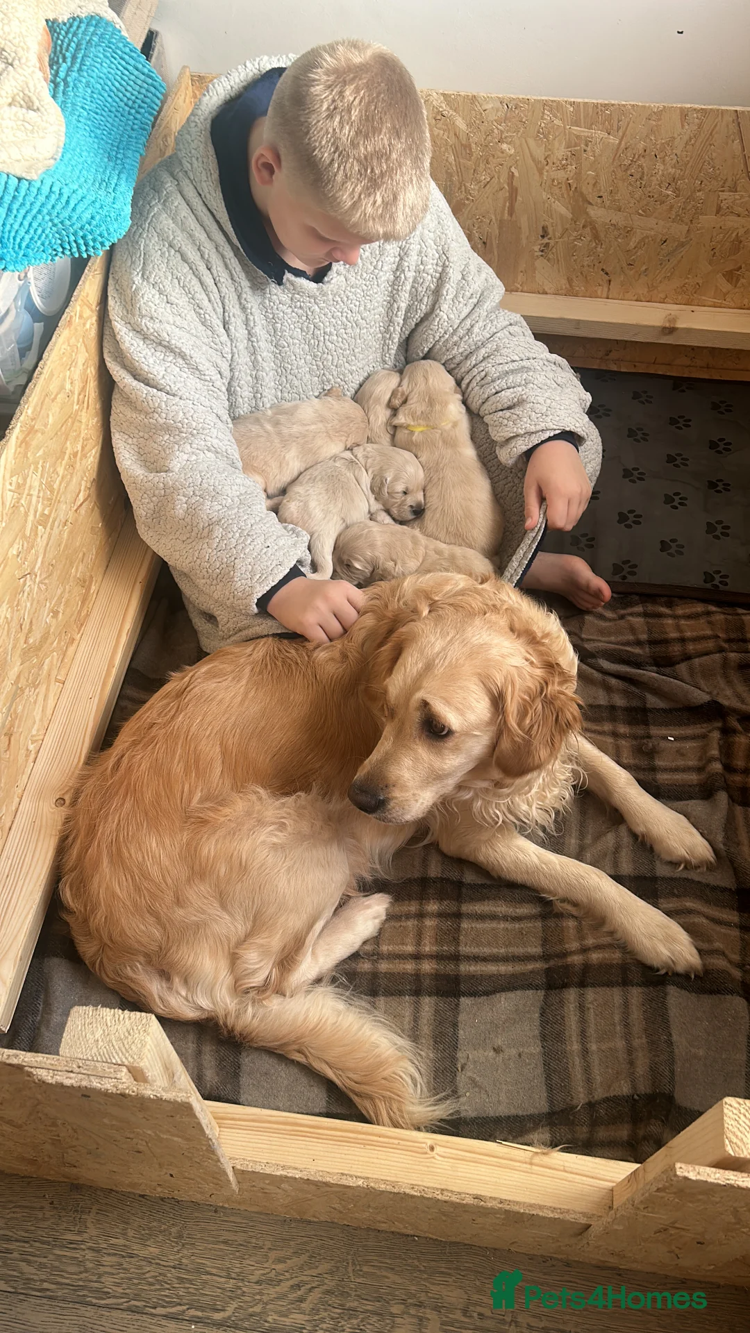 Golden Retriever dogs for sale: 5 golden retriever puppies  - Advert 3