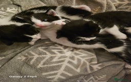Mixed Breed cats for sale: Fluffy black and white. - Image 3
