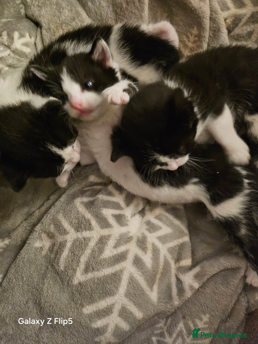 Mixed Breed cats for sale: Fluffy black and white. - Image 3