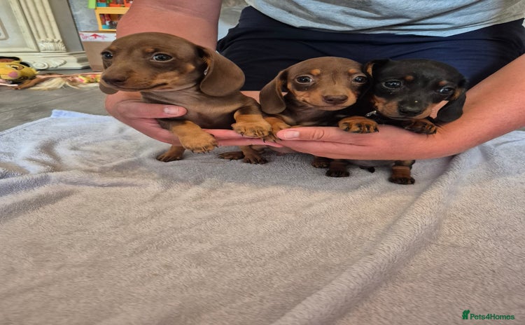 Miniature Dachshund dogs - Advert 5
