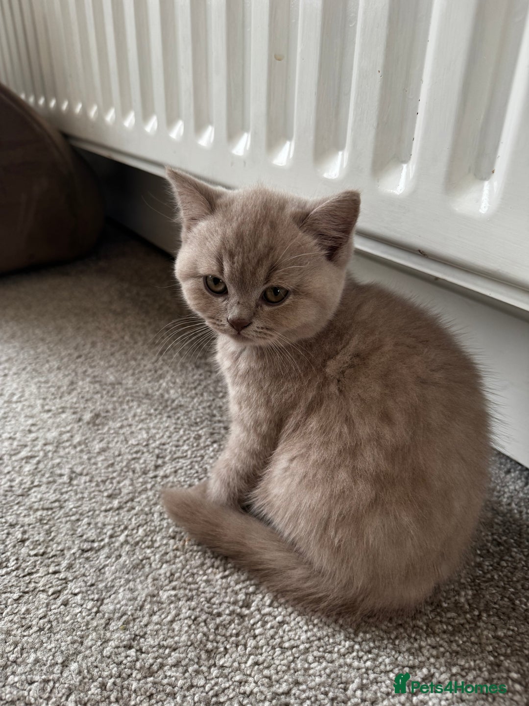 British Shorthair cats for sale: Beautiful Lilac BSH Kittens – Pedigree Parents - Advert 14