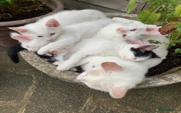 Turkish Van cats for sale: Gorgeous & Loving Turkish Van Kittens - Image 23