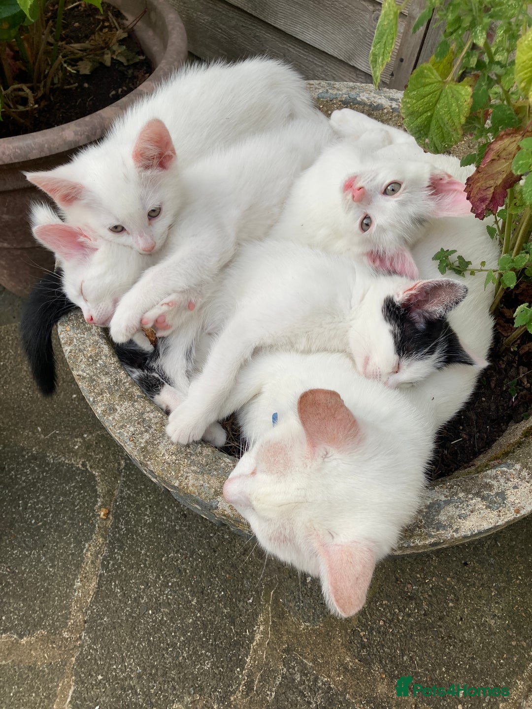 Turkish Van cats for sale: Gorgeous & Loving Turkish Van Kittens - Image 23