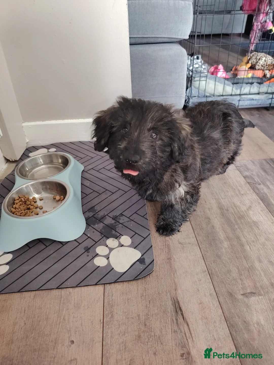 Mixed Breed dogs for sale: 11 week puppy for sale - Advert 2