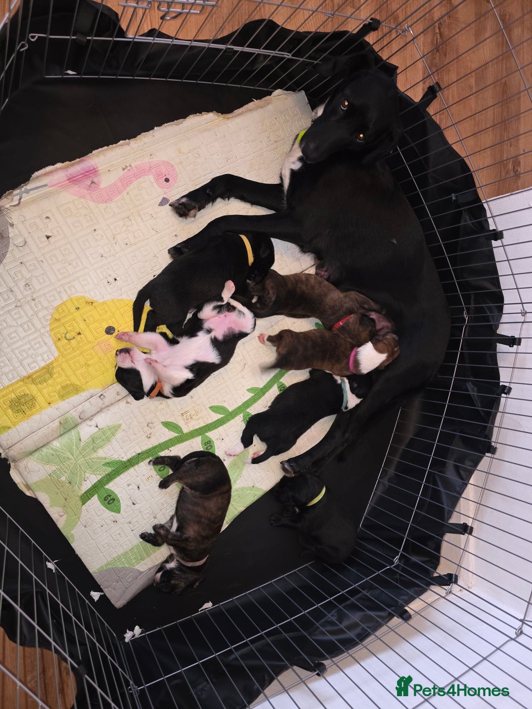 Mixed Breed dogs for sale: Puppies for sale - Advert 11