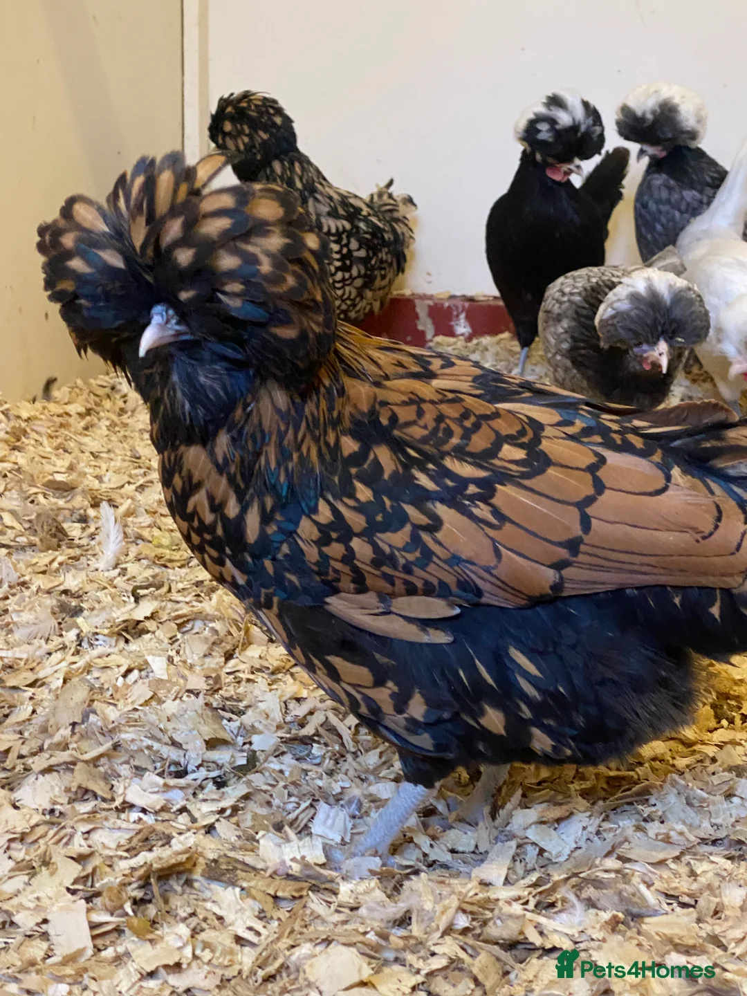Chickens poultry for sale: Female bantams- Silkies, Polish, Pekins and Booted - Advert 1