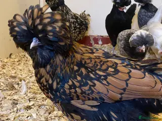 Chickens poultry Female bantams- Silkies, Polish, Pekins and Booted - Advert 22