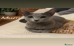 Russian Blue cats for sale: Pedigree Russian blue kittens - Ready to go - Image 9