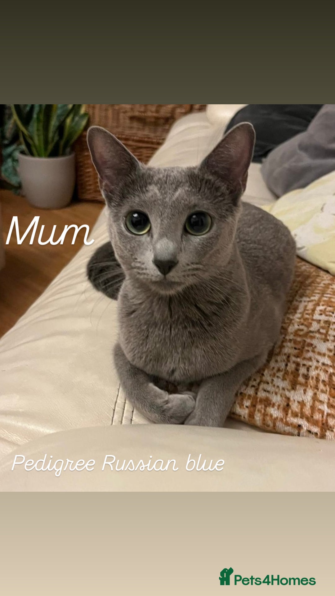 Russian Blue cats for sale: Pedigree Russian blue kittens - Ready to go - Image 9