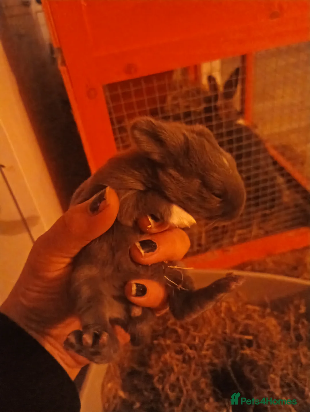 Mixed Breed rabbits for sale: Beautiful baby bunnies  - Advert 3