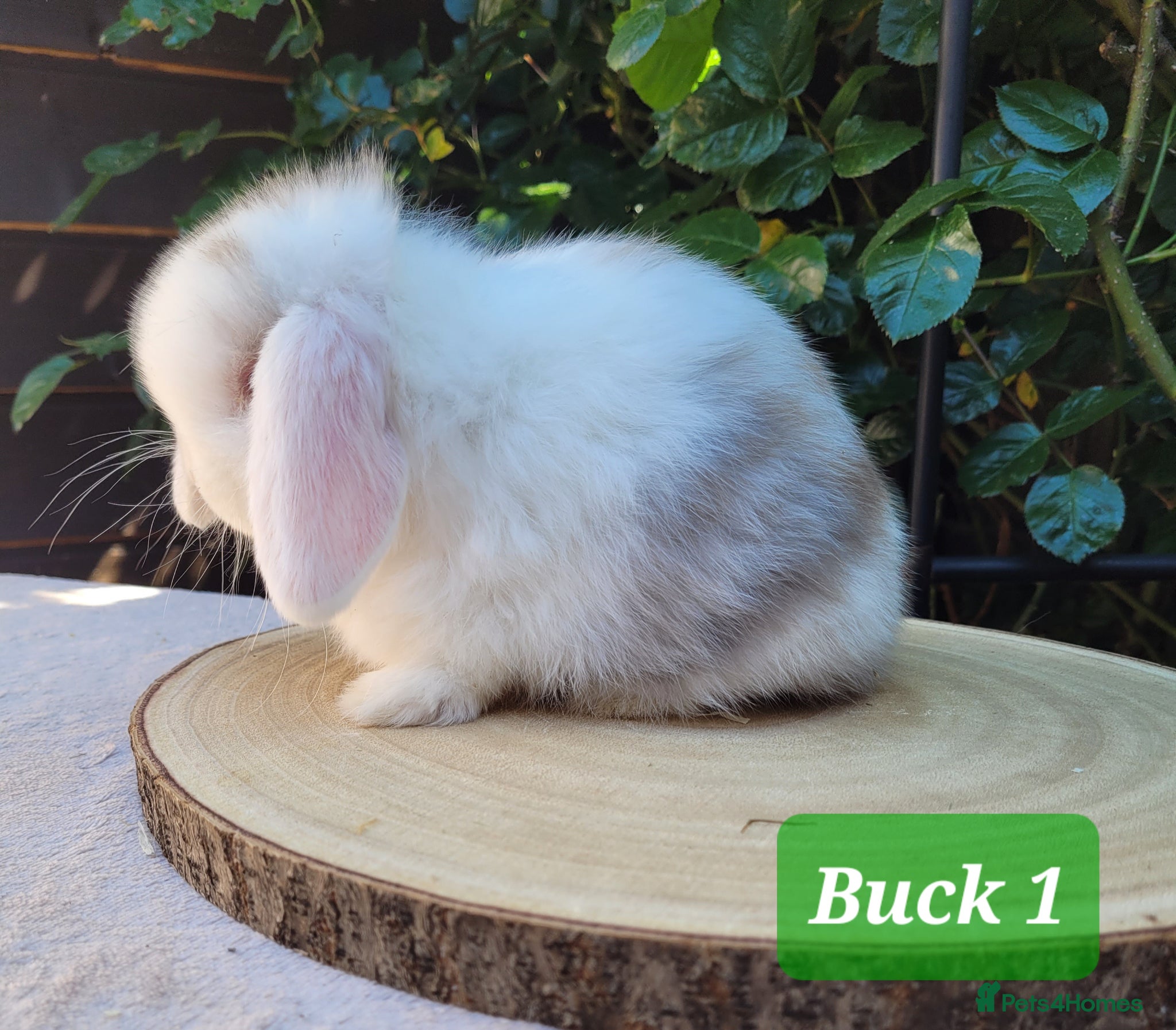 Mini Lop rabbits Beautiful pure bred mini lops - Advert 2