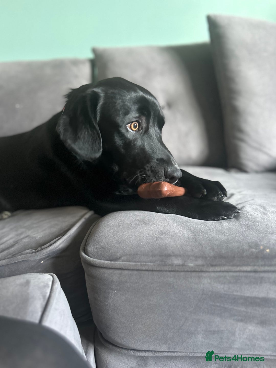 Borador dogs for sale: Barney  - Advert 10