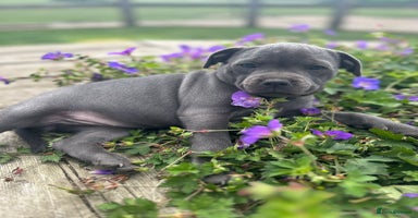 Staffordshire Bull Terrier dogs - Advert 14
