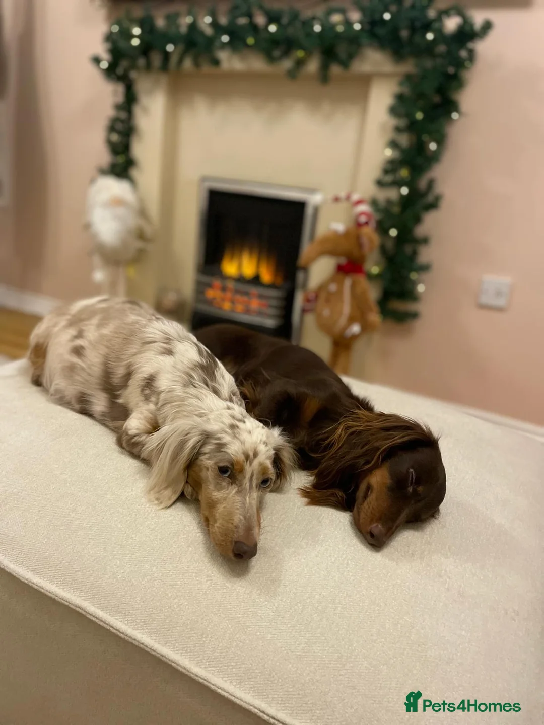 Dachshund dogs for sale: Long haired daschaunds  - Advert 9